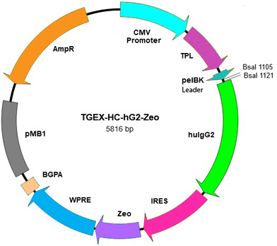 TEGX-HC-hG2-Zeo map